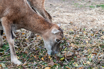 moufflon female goat eating grass