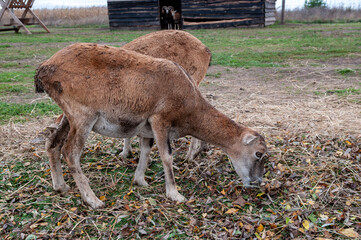 moufflon female goat eating grass
