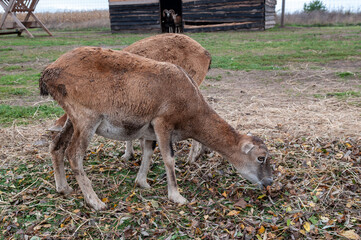 moufflon female goat