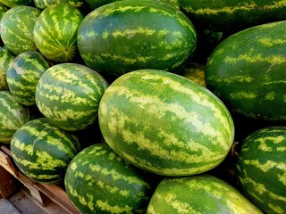 Green bright ripe striped watermelons