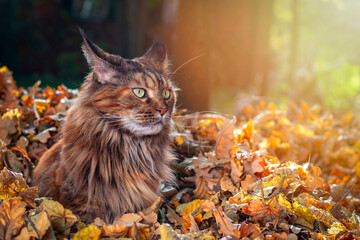 Fluffy cat Maine Coon sits on pile of fallen leaves in the autumn park. Sunny warm light.