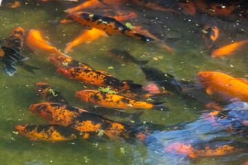 Koi fish swimming in water garden, fancy carp fish, koi fishes, Koi fish in the pond
