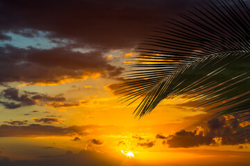 Palme de cocotier sur fond de soleil couchant 