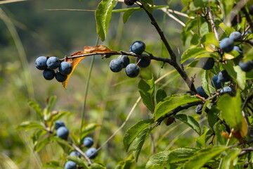 Blackthorn sloe or prunus spinosa growing on a tree branch