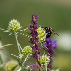 Bee on flowers of eryngium. Bee pollinates a flower in the garden