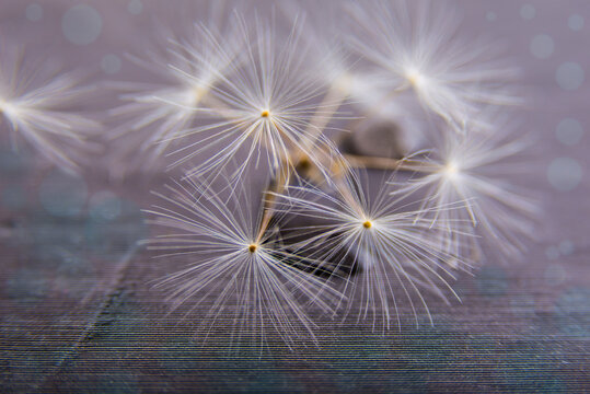 Dandelion fluffy seeds in openwork pattern on abstract background. Dreamy thoughts.