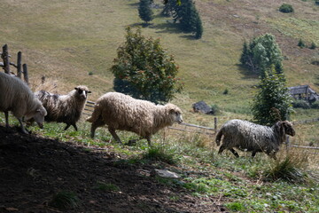 Sheep on grazing near mountain village, Carpathian mountains, Lazeschyna, Ukraine at autumn day