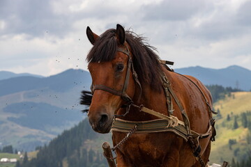 horse carriage in the Carpathian mountains. Ukraine