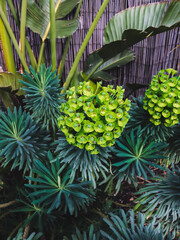 close up of a plant