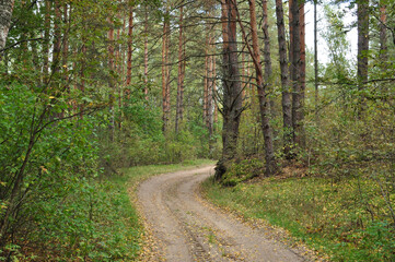 Panoramic view of a forest dirt road. The road through the forest.