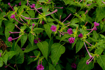 植物が作る緑と赤のテクスチャー