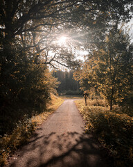 Herbstlicher Waldweg mit Sonne