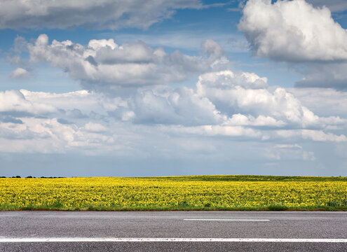 Field of sunflowers and asphalt road, side view
