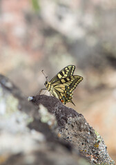 Papilio machaon butterfly perched over rocky background