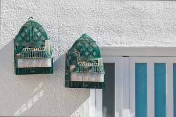 Spanish red-legged partridge having a sunbath in cage, outdoor rural house