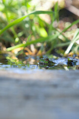 Iberian green frog, half-sunked at litle mountain stream