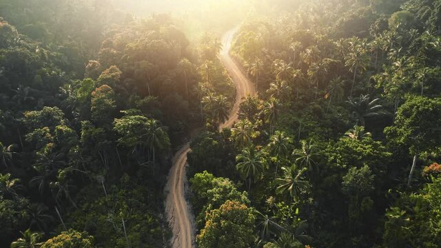 Slow motion curvy road in sunset jungle forest. Aerial top drone flight over rural path and green coconut palm trees. Sunset over empty sandy way in tropical exotic wood. Wild travel nature landscape