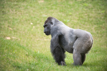 Gorille &agrave; dos argent&eacute;