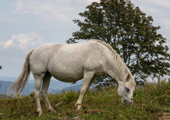 Head and neck of a white horse eating grass