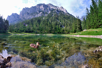 Fototapeta na wymiar Calm lake in the alps with duck swimming