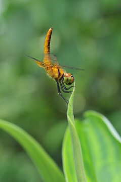 dragonfly obe;isk on a leaves
Aetriamantha brevipenis