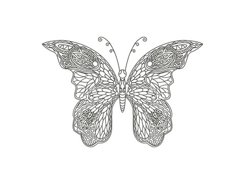 butterfly hand drawing art with zentangle style