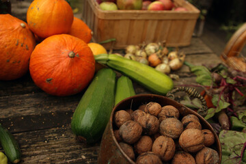  dynie kabaczki plony jesień warzywa - obrazy, fototapety, plakaty