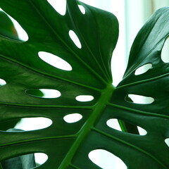 monstera