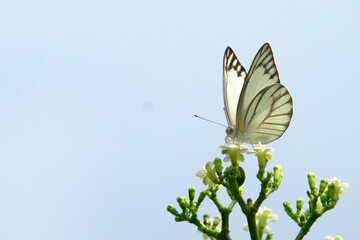 butterfly on a flower
Appias plferna
