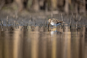 Common snipe bird (Gallinago gallinago) in the lake swamp natural habitat