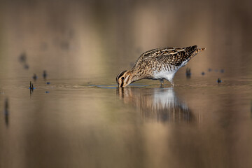 Common snipe bird (Gallinago gallinago) in the lake search food in swamp natural habitat