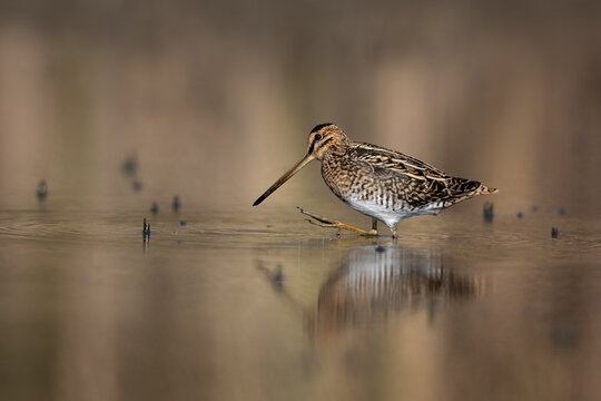 Common snipe bird (Gallinago gallinago) search food in the swamp