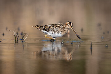 Common snipe bird (Gallinago gallinago) in the lake swamp natural habitat