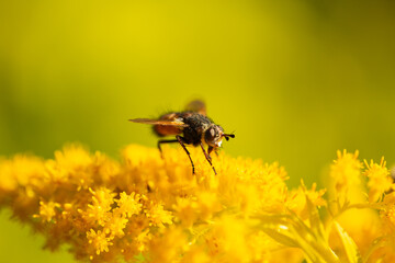 Macro images of a fly on a wildflower