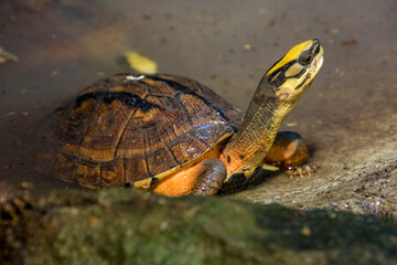 The golden coin turtle (Cuora trifasciata) is a species of turtle endemic to southern China and...
