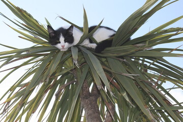 Cat on a palm tree. Cat lying on tree. Funny cat looking at you. Top view cats.