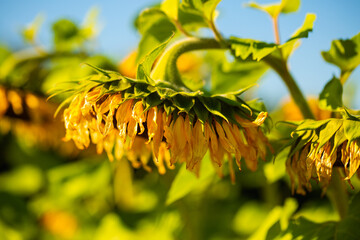 Hanging sunflower, blue sky