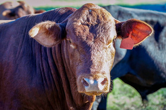 Close up of Salers bull face