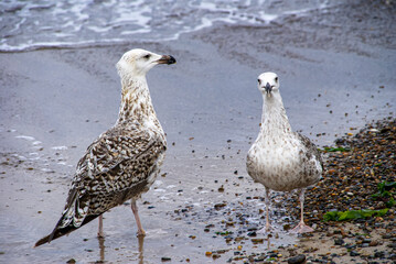 Seagull on the beach at the north sea coast