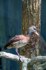 The spotted whistling duck (Dendrocygna guttata) is a member of the duck family Anatidae.
It is distributed throughout the southern Philippines, Wallacea and New Guinea. 