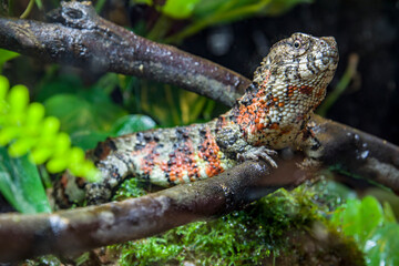The Chinese crocodile lizard (Shinisaurus crocodilurus) is a semiaquatic lizard found only in cool forests in southern China and northern Vietnam. 