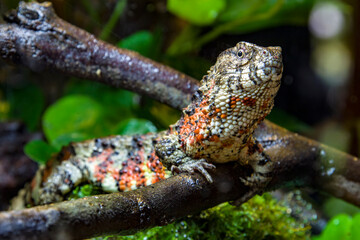 The Chinese crocodile lizard (Shinisaurus crocodilurus) is a semiaquatic lizard found only in cool forests in southern China and northern Vietnam. 