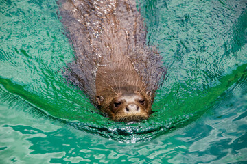 the closeup image of giant otter  (Pteronura brasiliensis) in the pond.
A South American...
