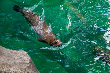 Obraz premium the closeup image of giant otter (Pteronura brasiliensis) in the pond. A South American carnivorous mammal. It is the longest member of the Mustelidae