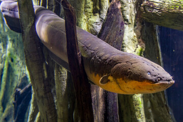 The electric eel (Electrophorus electricus) is a South American electric fish.
It has three pairs of abdominal organs that produce electricity.
it is not an eel, but rather a knifefish. - obrazy, fototapety, plakaty