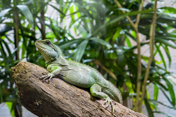 a Chinese water dragon (Physignathus cocincinus) is a species of agamid lizard native to China and mainland Southeast Asia. 
Coloration ranges from dark to light green. - obrazy, fototapety, plakaty