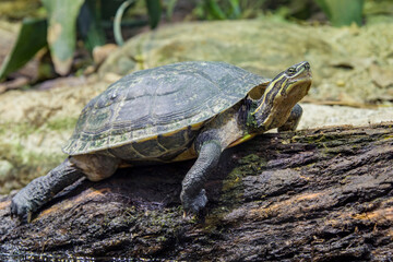 Vietnamese pond turtle (Mauremys annamensis) 
The head is dark with three or four yellow stripes down the side.The plastron is firmly attached, yellow or orange, with a black blotch on each scute.