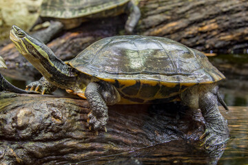 Vietnamese pond turtle (Mauremys annamensis) 
The head is dark with three or four yellow stripes down the side.The plastron is firmly attached, yellow or orange, with a black blotch on each scute.