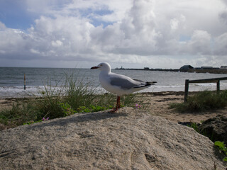 Bird staring at the sea