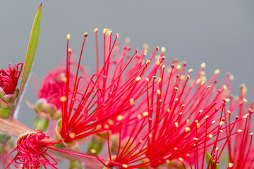 Callistemon  - Kuflik czerwony - obrazy, fototapety, plakaty